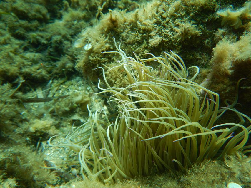 1-Hour Snorkeling Tour in Paraggi Bay, Portofino - Key points to know before booking