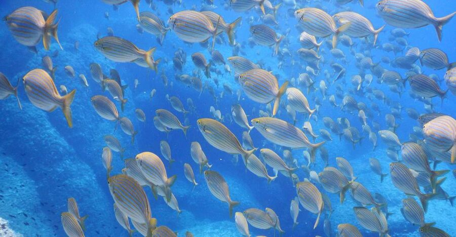 1-Hour Snorkeling Tour in Paraggi Bay, Portofino - Why Paraggi Bay makes a good snorkeling spot