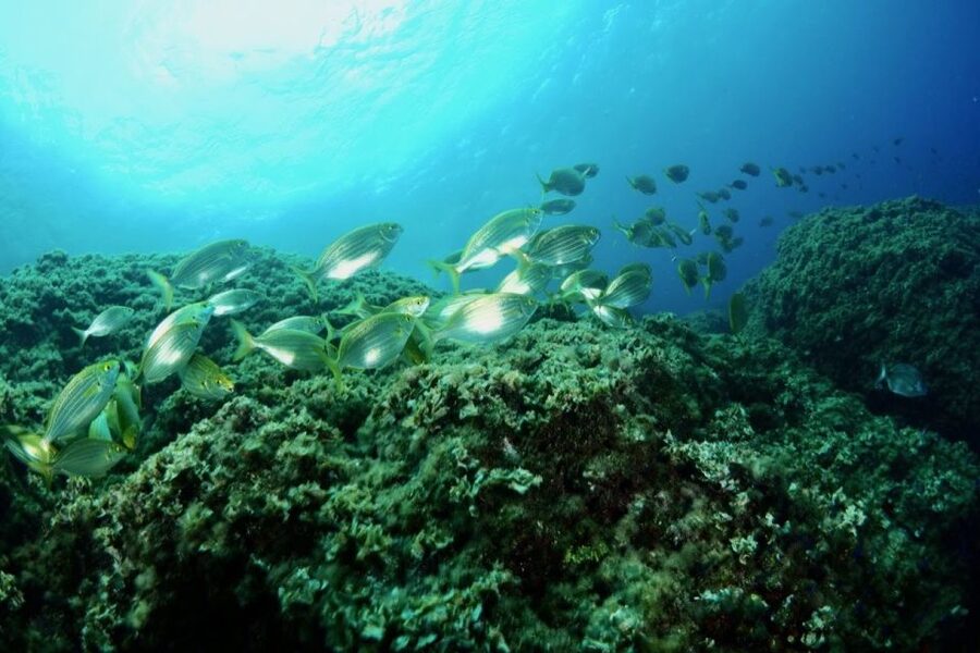 1-Hour Snorkeling Tour in Paraggi Bay, Portofino - The first 25 minutes over Posidonia
