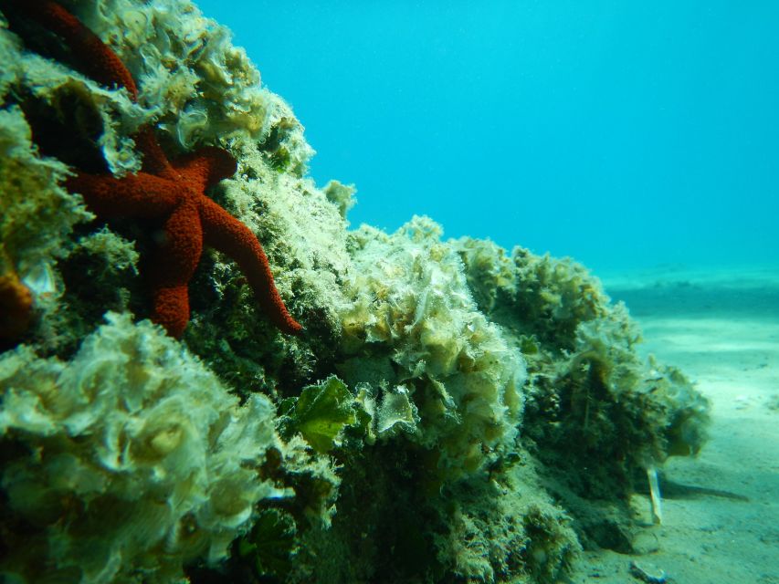 1-Hour Snorkeling Tour in Paraggi Bay, Portofino - The second section toward Portofino
