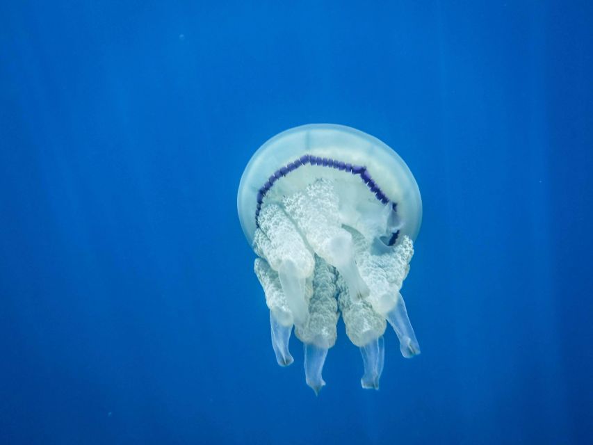 1-Hour Snorkeling Tour in Paraggi Bay, Portofino - Getting to Niasca without wasting your morning