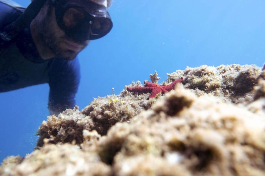 1-Hour Snorkeling Tour in Paraggi Bay, Portofino - What the one-hour timing means