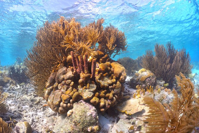 100% Private Charter Snorkel, Sail, Relax (Cruisers Friendly) - A private half-day on Bonaire’s water