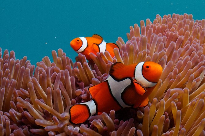 2-Day Snorkelling Experience - Great Barrier Reef Twin Share - Life aboard the 35-metre OceanQuest