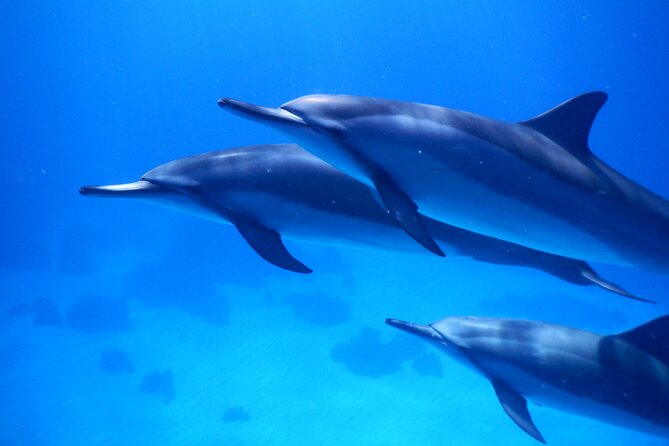 2-Hour Dolphin Watching and Double Reef with Snorkel in Hawaii - Key points to know before booking