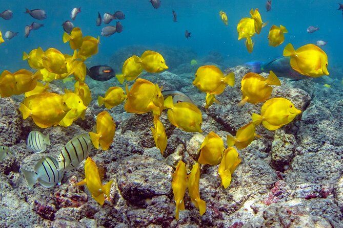 2-Hour Dolphin Watching and Double Reef with Snorkel in Hawaii - Setting out from Honokohau Marina