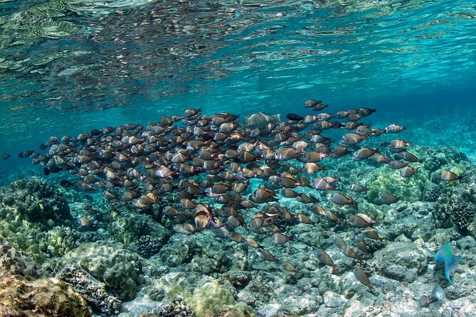2-Hour Dolphin Watching and Double Reef with Snorkel in Hawaii - First reef: 45 minutes to an hour in the water