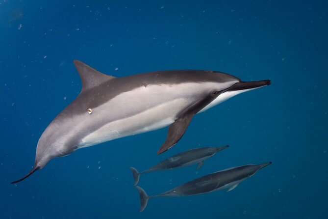 2-Hour Dolphin Watching and Double Reef with Snorkel in Hawaii - Why the small boat changes the experience