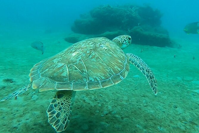 2 ½ - Hour Guided Snorkel Tour of Phil Foster park, Free Videos! - Key points to know before you book