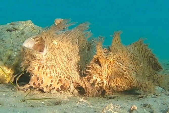 2 ½ - Hour Guided Snorkel Tour of Phil Foster park, Free Videos! - Why Phil Foster Park makes a good snorkeling stop