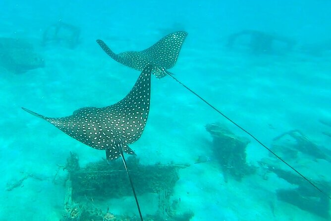 2 ½ - Hour Guided Snorkel Tour of Phil Foster park, Free Videos! - Equipment, wetsuits, and comfort