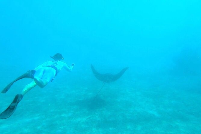 2 ½ - Hour Guided Snorkel Tour of Phil Foster park, Free Videos! - What the free videos really include