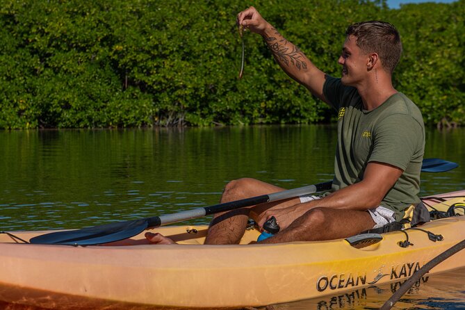 2 Hour Mangrove Kayak and Snorkel Tour - The kayak-only snorkeling stop