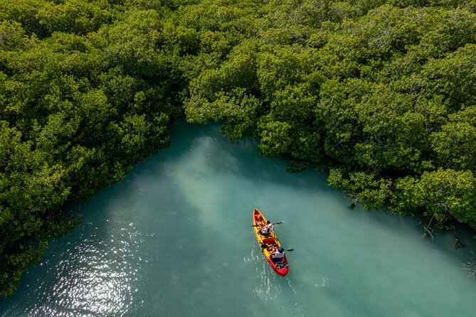 2 Hour Mangrove Kayak and Snorkel Tour - What the $60 price really covers