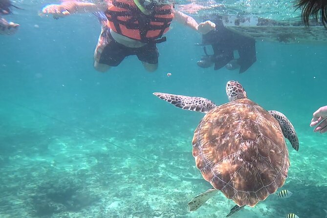 2-Hour Snorkeling in Two Spots of Tulum's Reef - Why this Tulum snorkel trip is more than a reef outing
