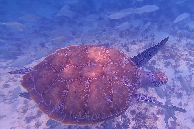 2-Hour Snorkeling in Two Spots of Tulum's Reef - Who should book this experience