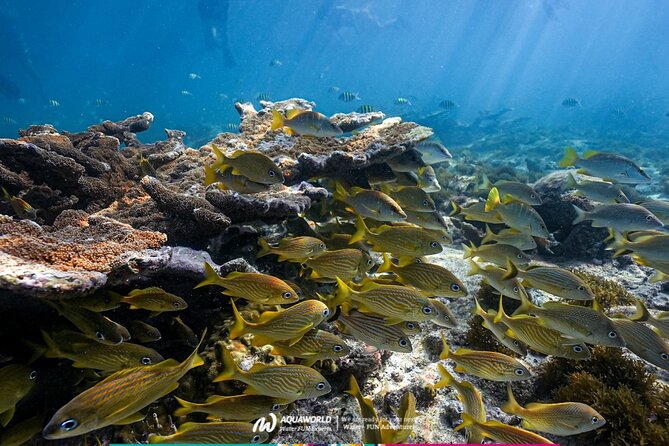2-Hour Snorkeling Paradise Reef in Cancún Underwater Museum - Seeing the Cancún Underwater Museum
