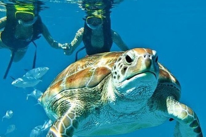 2 Hours Turtle Feeding, Shipwreck & Reef Snorkeling Tour Barbados - Key points before you book