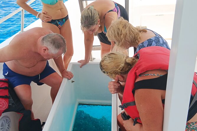 2 Hours Turtle Feeding, Shipwreck & Reef Snorkeling Tour Barbados - Swimming with hawksbill turtles