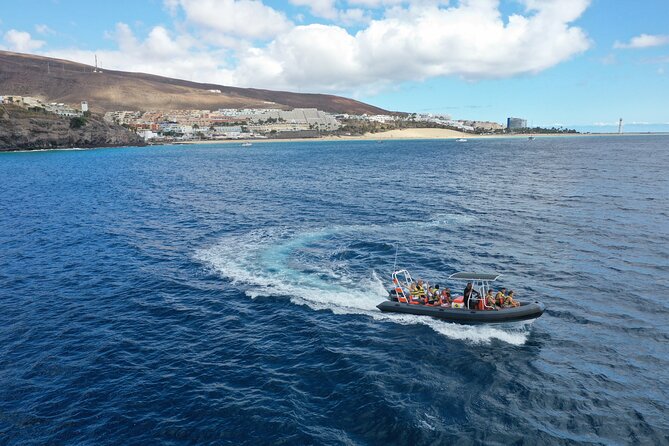 2h Dolphin and Whale Viewing + Snorkeling Tour - Searching the Fuerteventura coast for dolphins and whales