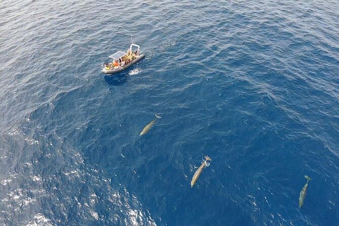 2h Dolphin and Whale Viewing + Snorkeling Tour - A 30-minute snorkeling stop in clear water