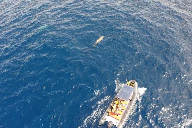 2h Dolphin and Whale Viewing + Snorkeling Tour - Pickup, clothing, and useful planning advice