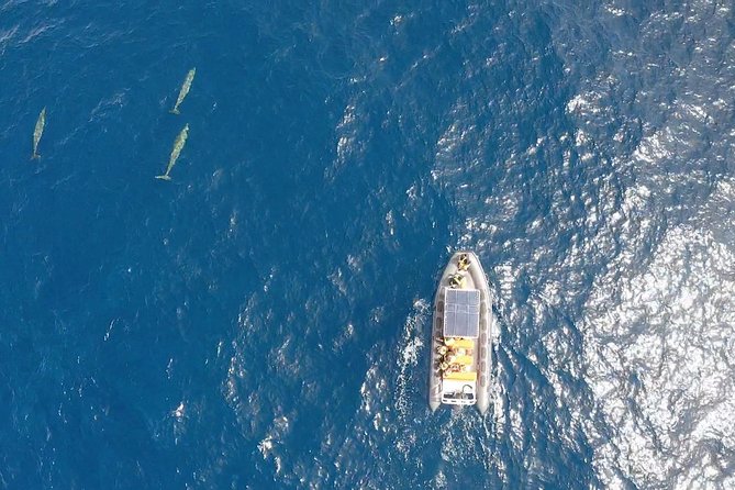 2h Dolphin and Whale Viewing + Snorkeling Tour - Who will enjoy this trip most?