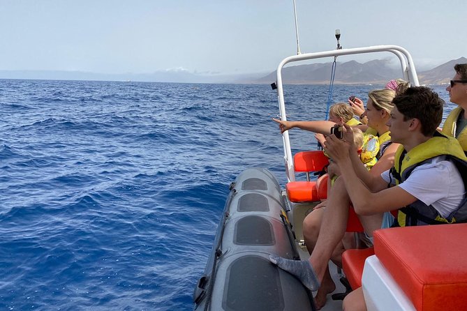 2h Dolphin and Whale Viewing + Snorkeling Tour - The speed is part of the attraction