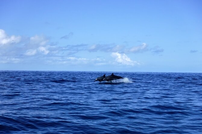 3.5 Hour Kailua-Kona Ocean Kayak and Snorkel Tour - The guides are a major part of the value