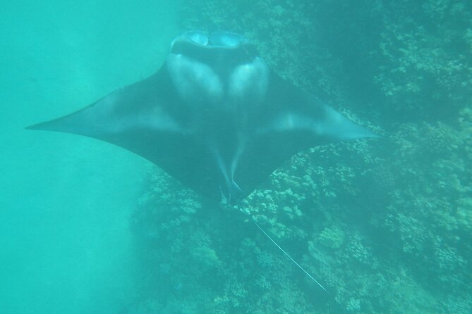3.5 Hour Kailua-Kona Ocean Kayak and Snorkel Tour - Is $99 a good price?