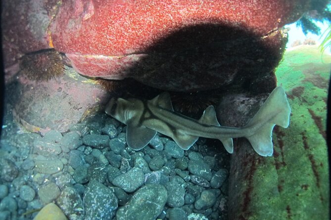 3-Hour Kayak and Snorkeling Experience in Batemans Bay - Starting at 8:00 am in Batemans Bay