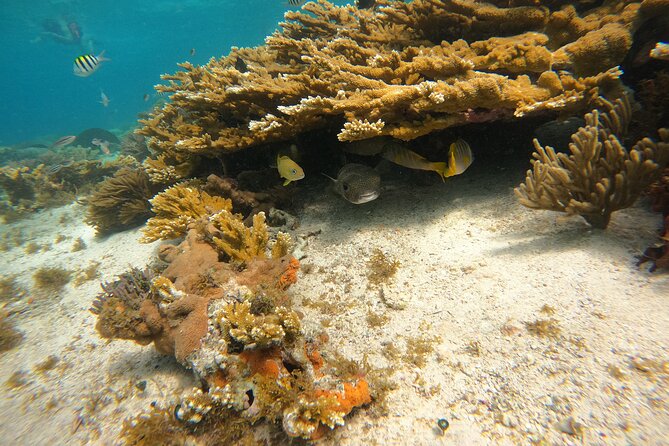 3 Hours VIP Semiprivate Tour Isla Mujeres Full Snorkeling Experience - A small boat changes the whole mood