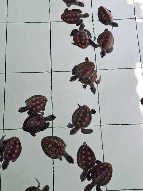 3 islands snorkeling & turtle sanctuary Gopro included - Boat comfort and group size