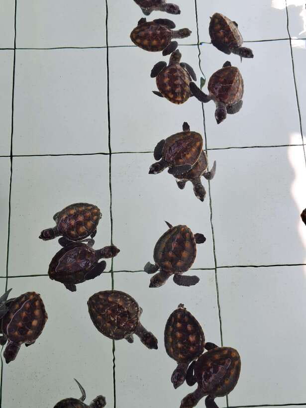 3 islands snorkeling & turtle sanctuary Gopro included - Meeting at Cemos and Coral Voice