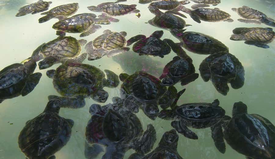3 Islands Snorkeling with Glass Bottom Boat & GOPRO SHOOT - Key points to know before booking