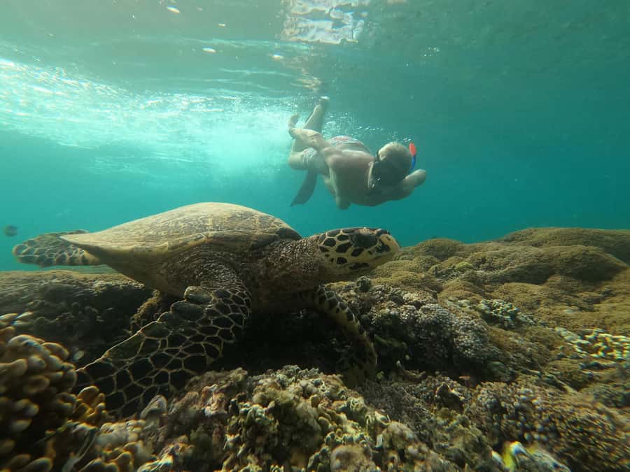 3 Islands Snorkeling with Glass Bottom Boat & GOPRO SHOOT - What this $13 Gili Islands trip actually offers
