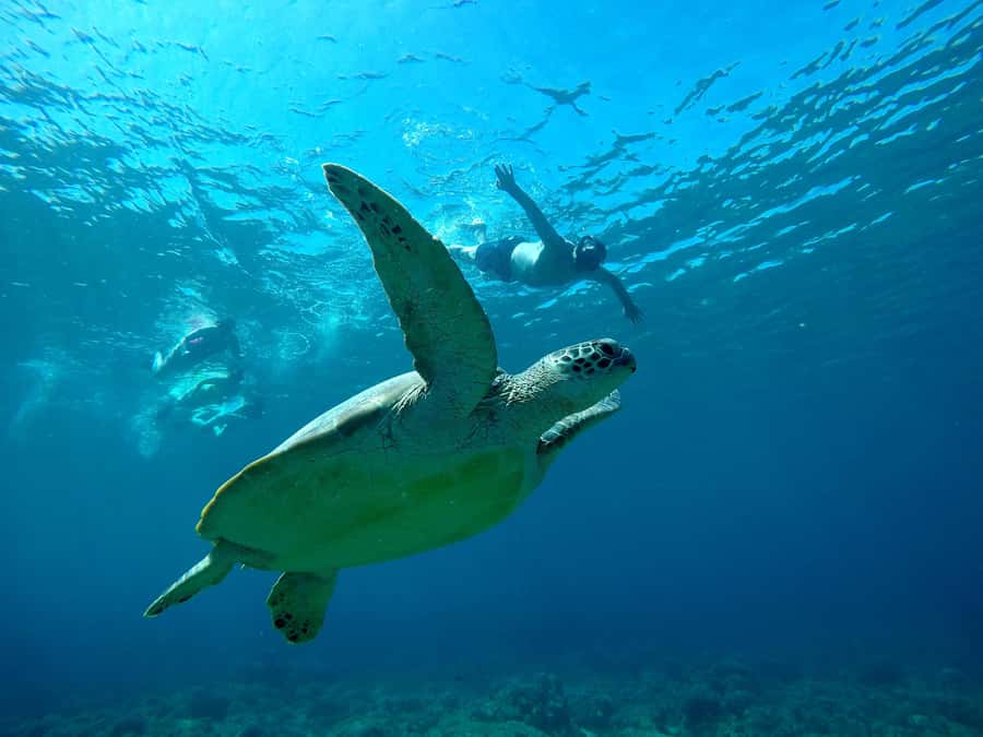 3 Islands Snorkeling with Glass Bottom Boat & GOPRO SHOOT - Turtle Point and the search for marine life