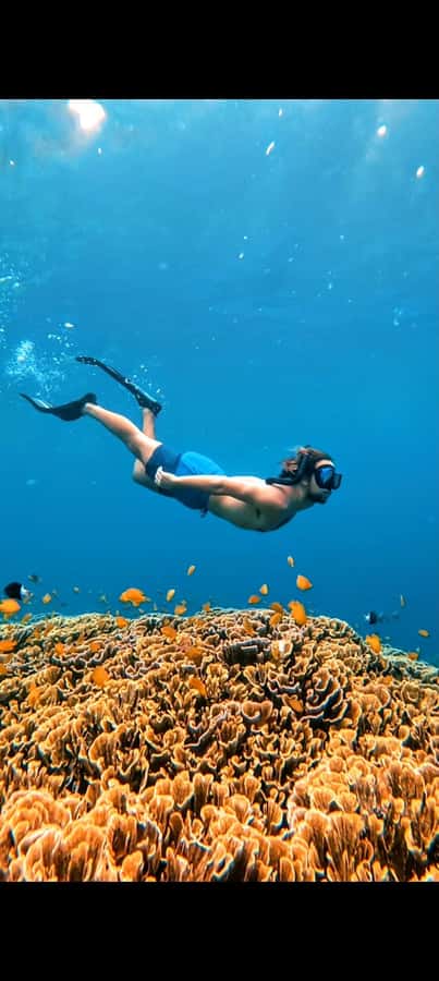 3 Islands Snorkeling with Glass Bottom Boat & GOPRO SHOOT - The turtle sanctuary and island break