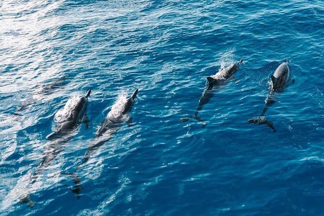 4 Hour Big Island Dolphin Watch Boat Tour, Snorkeling & BBQ Lunch - Setting out from Kealakehe Parkway at 9:30 a.m.