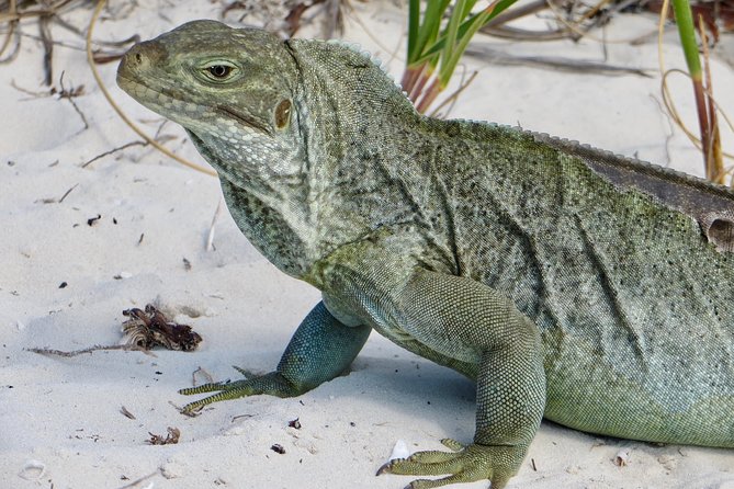 4-Hour Catamaran Sail and Snorkel Tour from Grace Bay - Half Moon Bay or Little Water Cay