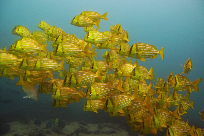4-Hour Snorkeling Tour in Cabo San Lucas and Corridor - What this Cabo boat trip is really like