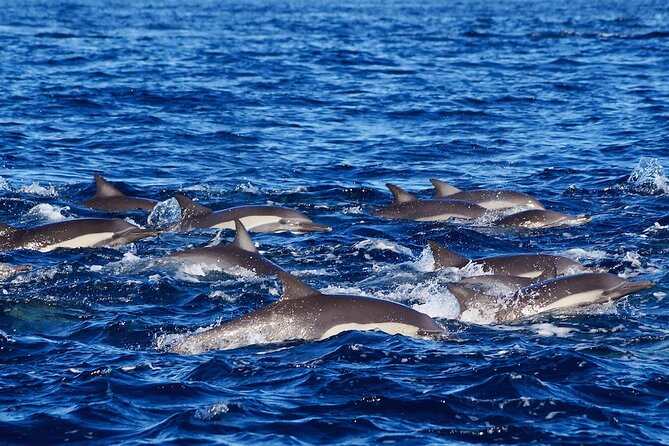 4-Hour Snorkeling Tour in Cabo San Lucas and Corridor - Marine life, photographs, and unexpected sightings