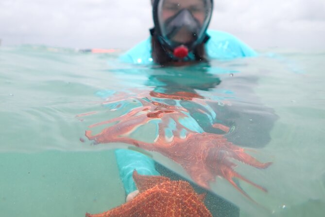 4-Stop Stingray, Snorkel, Star Fish & 7 Mile Beach (Family Owned) - Starfish Point, the calmest stop