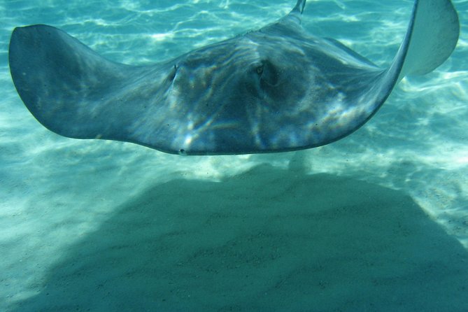 4-Stop Stingray, Snorkel, Star Fish & 7 Mile Beach (Family Owned) - What the family-run crew does well