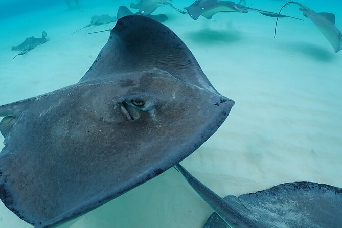 4-Stop Stingray, Snorkel, Star Fish & 7 Mile Beach (Family Owned) - Hotel pickup and cruise-port logistics