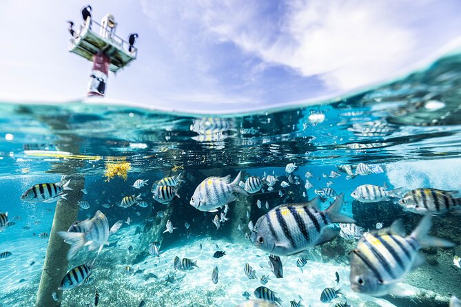 5-in-1 Cancun Snorkeling Tour with Sea Life & Transport Included - Meeting at Marina Punta Norte