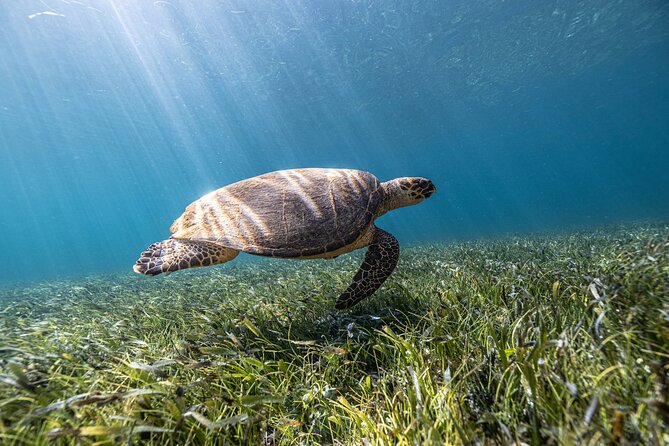 5-in-1 Cancun Snorkeling Tour with Sea Life & Transport Included - Stop one: a shallow coral reef