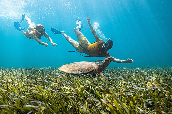 5-in-1 Cancun Snorkeling: Turtles, Reef, Musa, Shipwreck, Cenote - A lot of Cancun in one short outing