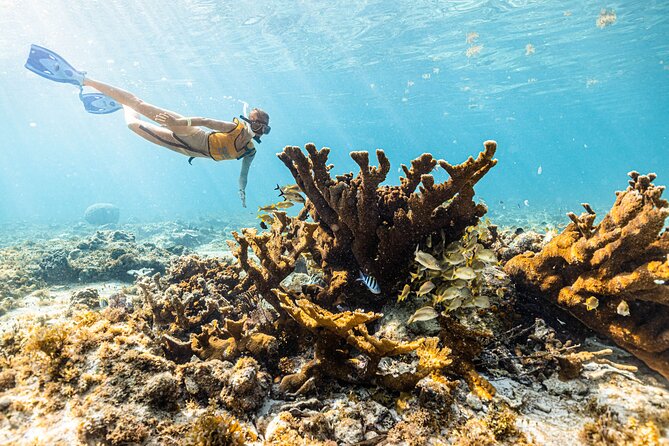 5-in-1 Cancun Snorkeling: Turtles, Reef, Musa, Shipwreck, Cenote - What the guides do well