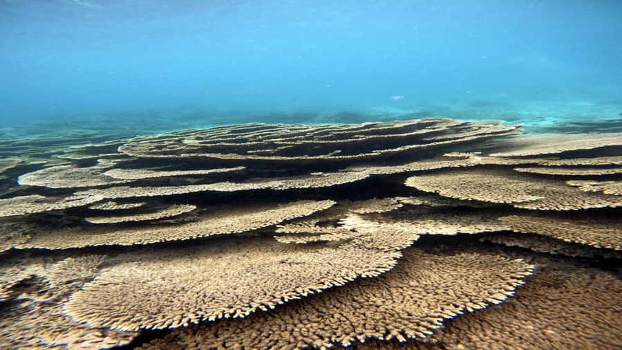 5 Islands Private Speedboat w/ Snorkeling + Lunch & Drinks - Ile aux Cerfs starts the island-hopping route